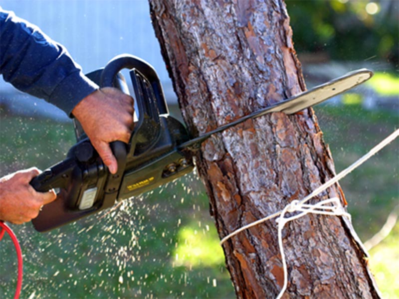 cutting tree with machine